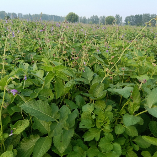河南丹參種植戶